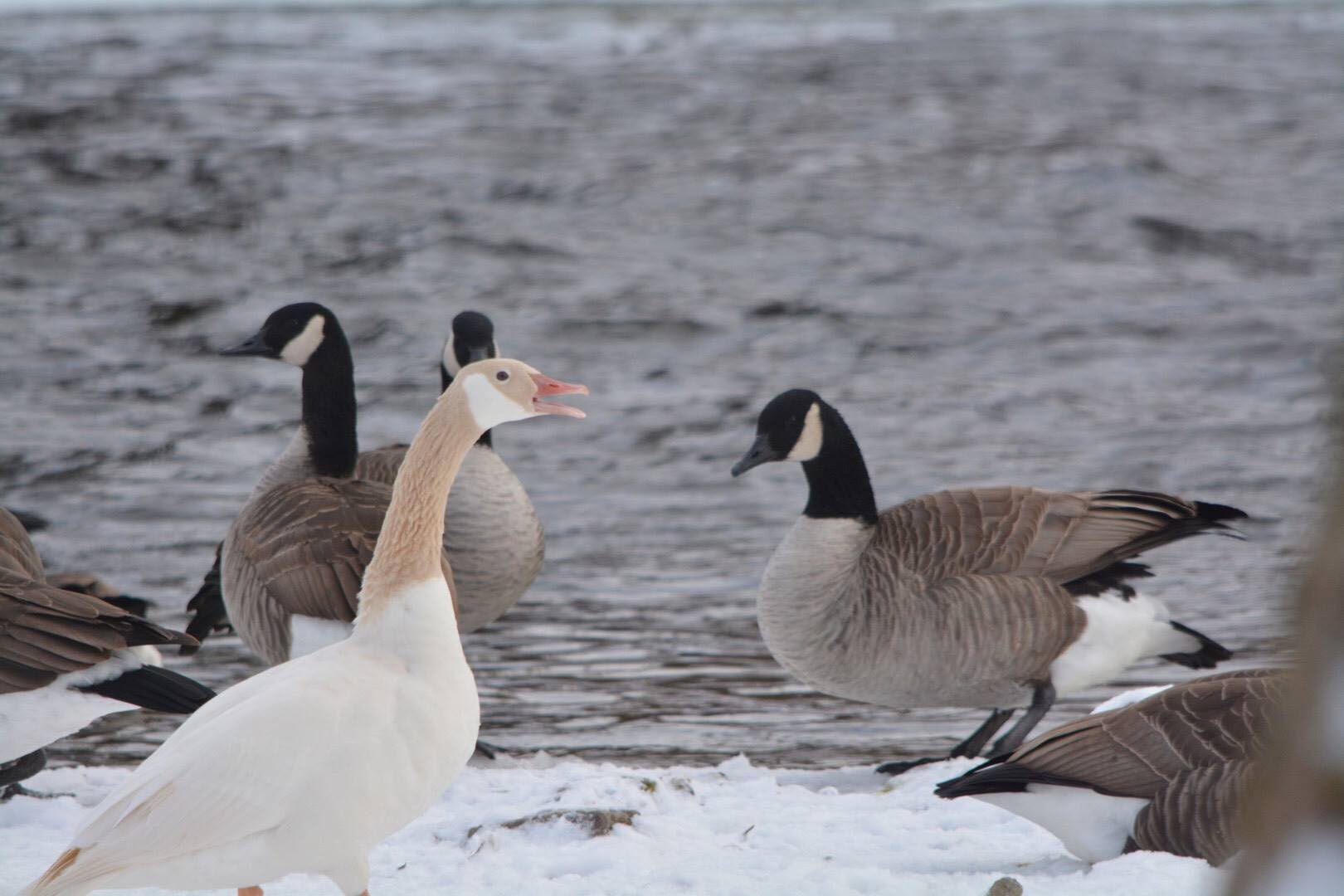 Canada goose discount rare