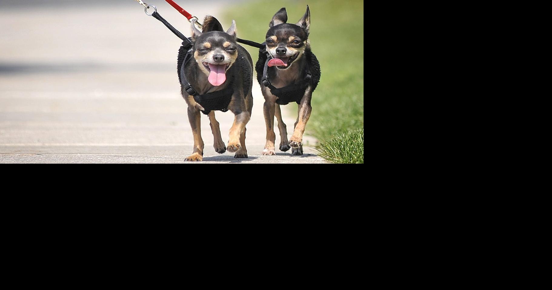 Shelburne now has 247 lost pet service