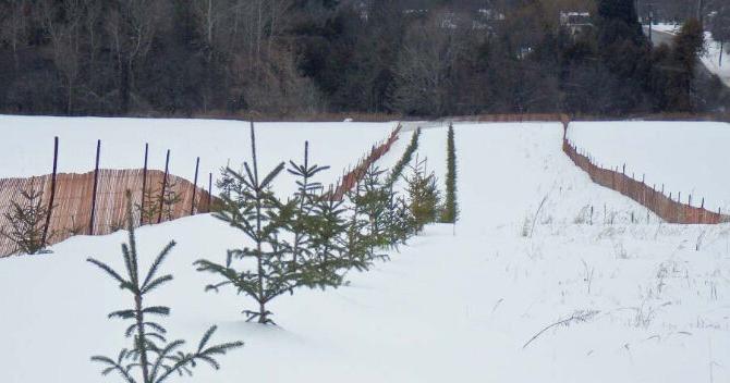 YOU ASKED: There are at least 15 kms of living snow fences in Dufferin ...