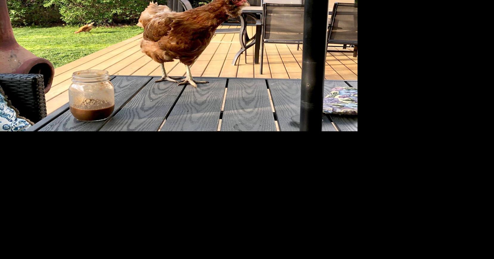 WHAT THE CLUCK? Horning’s Mills family dismayed by Melancthon chicken bylaw