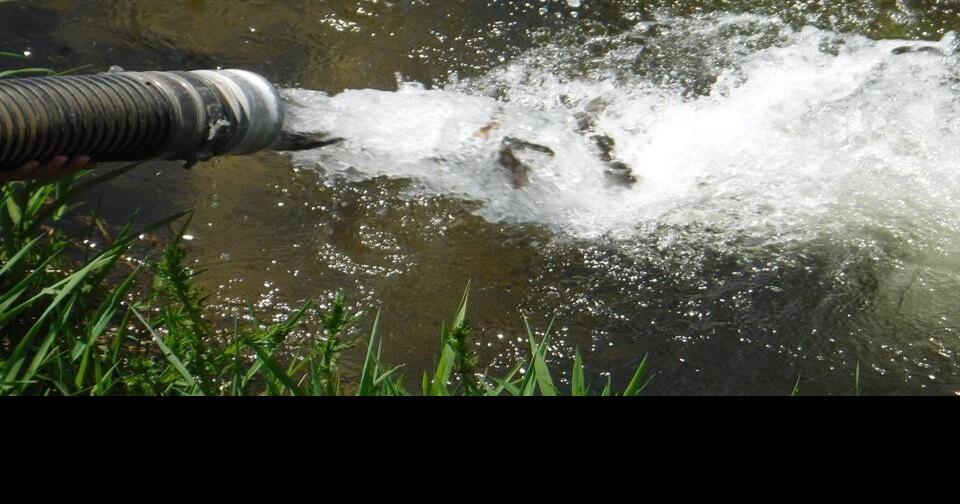 Ontario releases 10,000 brook trout in Dufferin County Here are 24