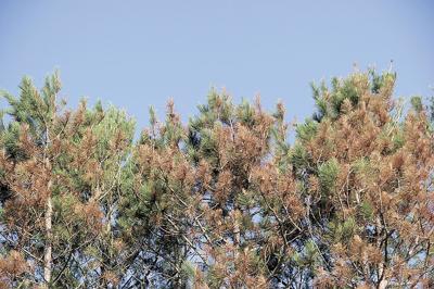 Red Pines Browning After Summer Hail News Osceolasun Com