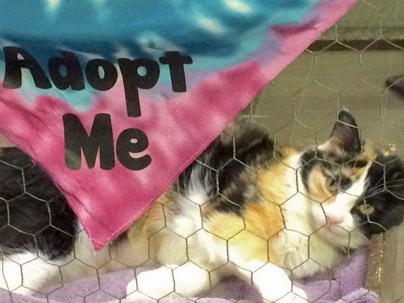 Come See Who Adopts You Local News Oskaloosa Com