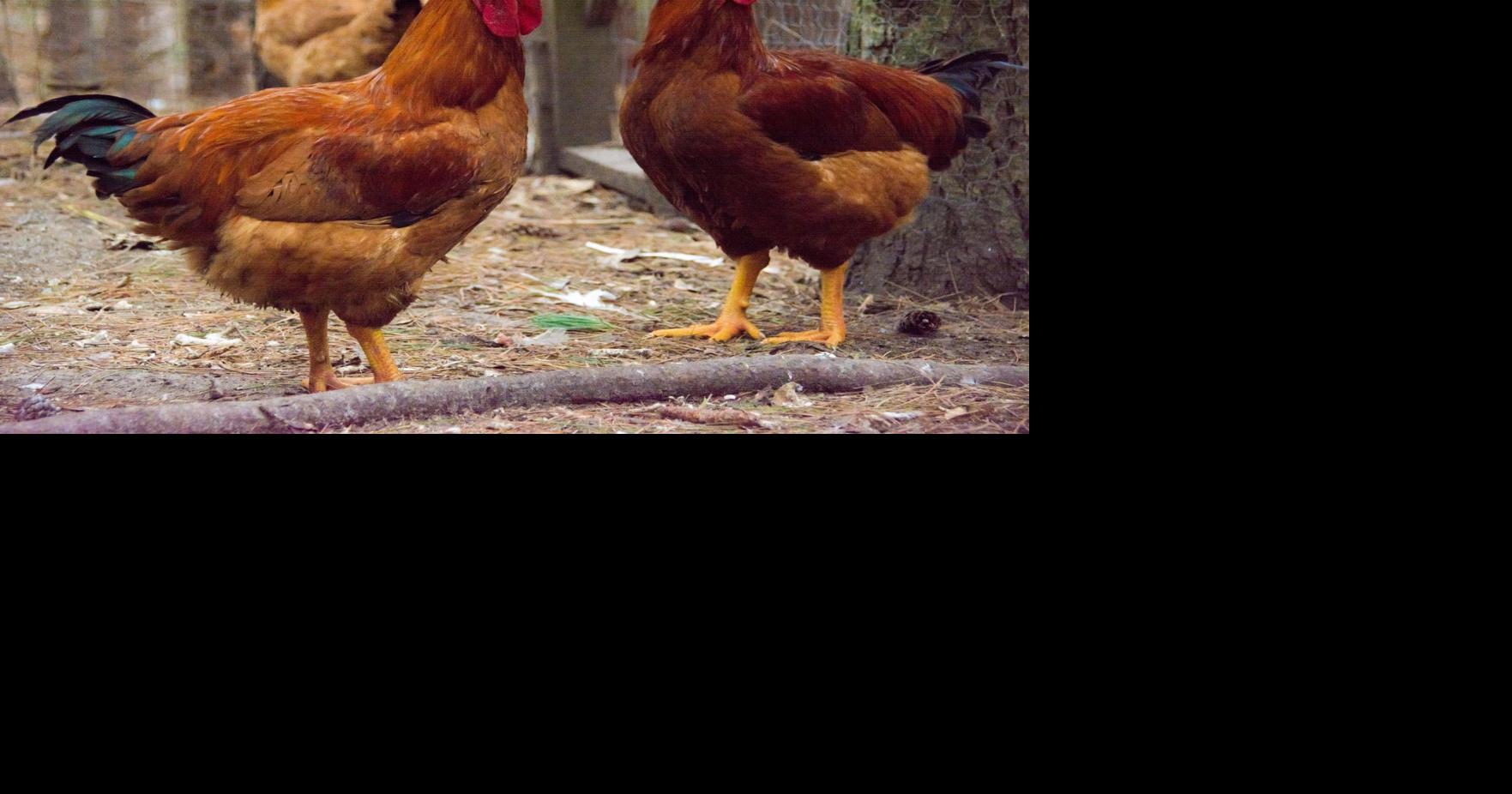Council removes sunset from chicken ordinance Knoxville