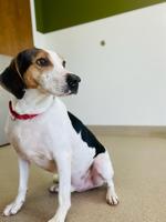 Bark-A-Que fundraiser set for June 10