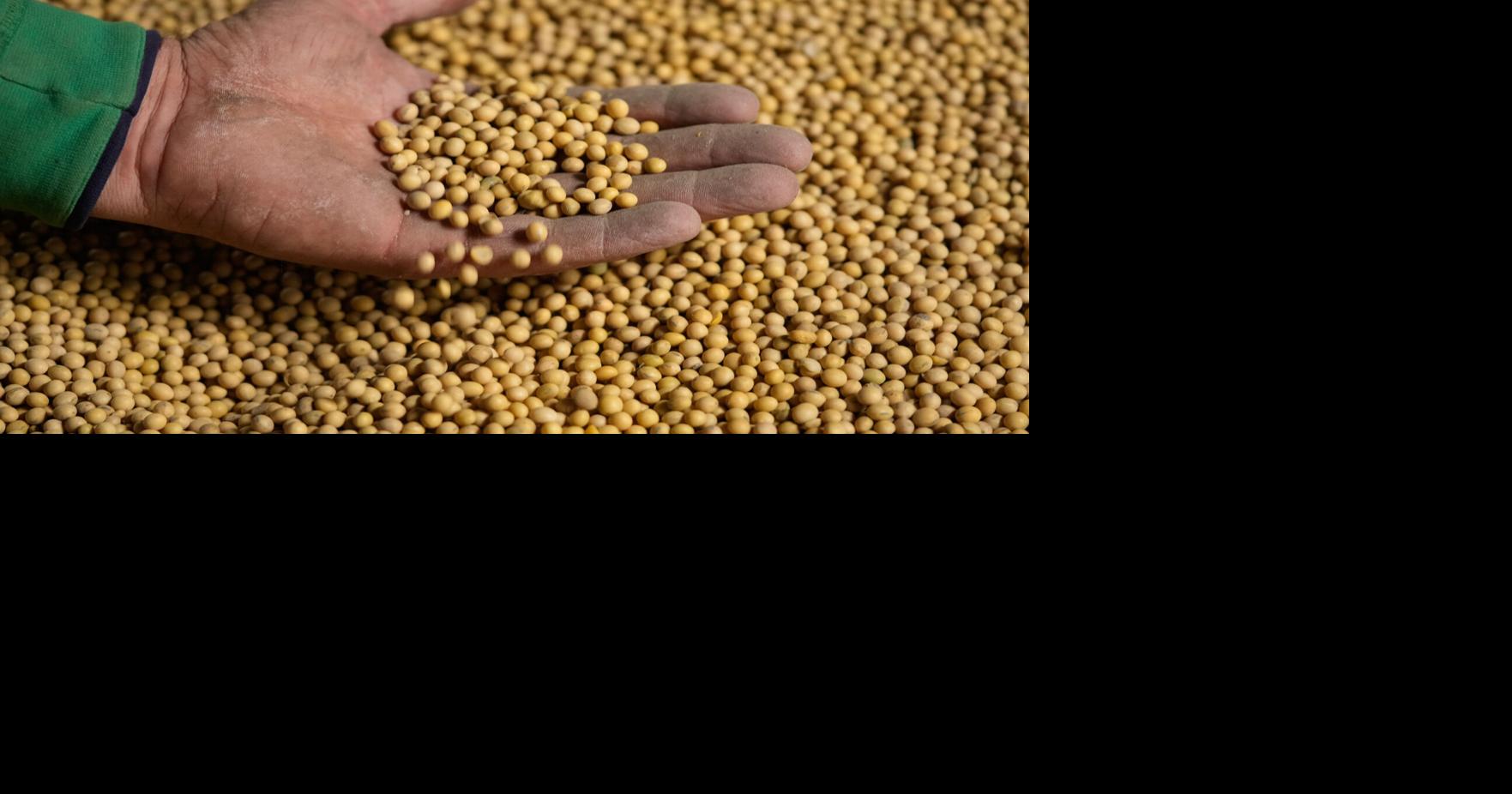 Takeaways from AP and Lee's report on how soybean farmers were impacted by tariffs, Iran war