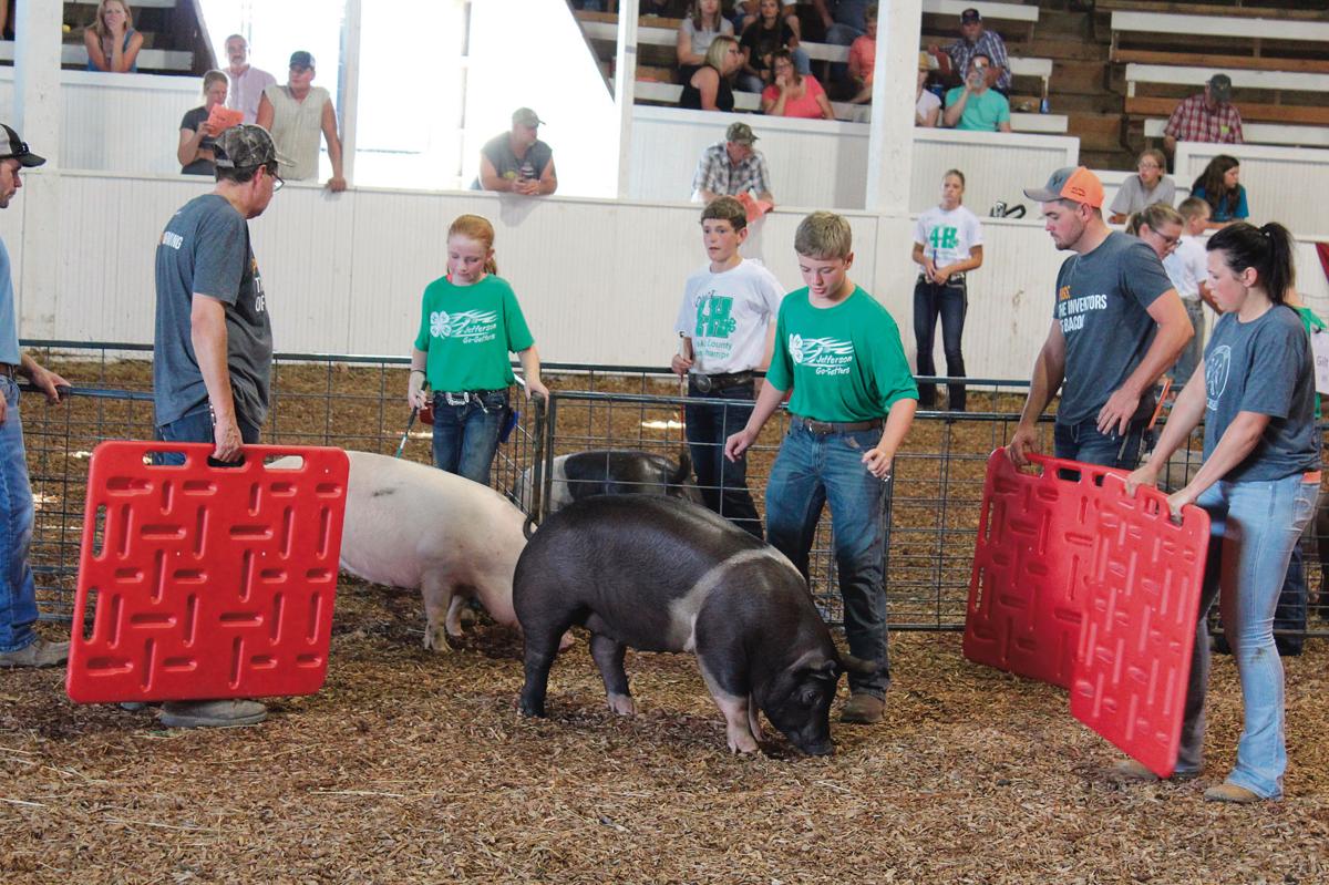Southern Iowa Fair Swine Show results Local News