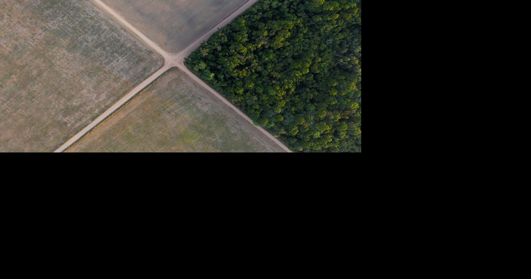 Brazil Supreme Court upholds laws that led to downfall of Amazon soy moratorium | National News