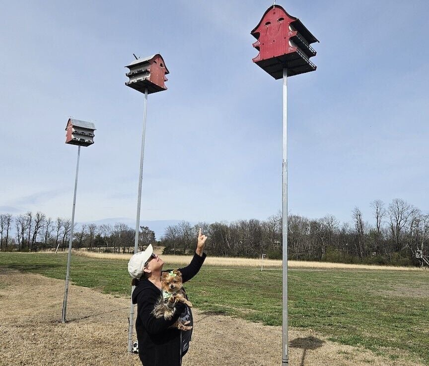 Competing birds: Martins' late arrival have Northeast Oklahoma