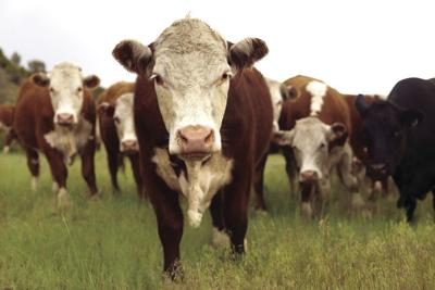 U.S. cattle producers have concerns over new legislation