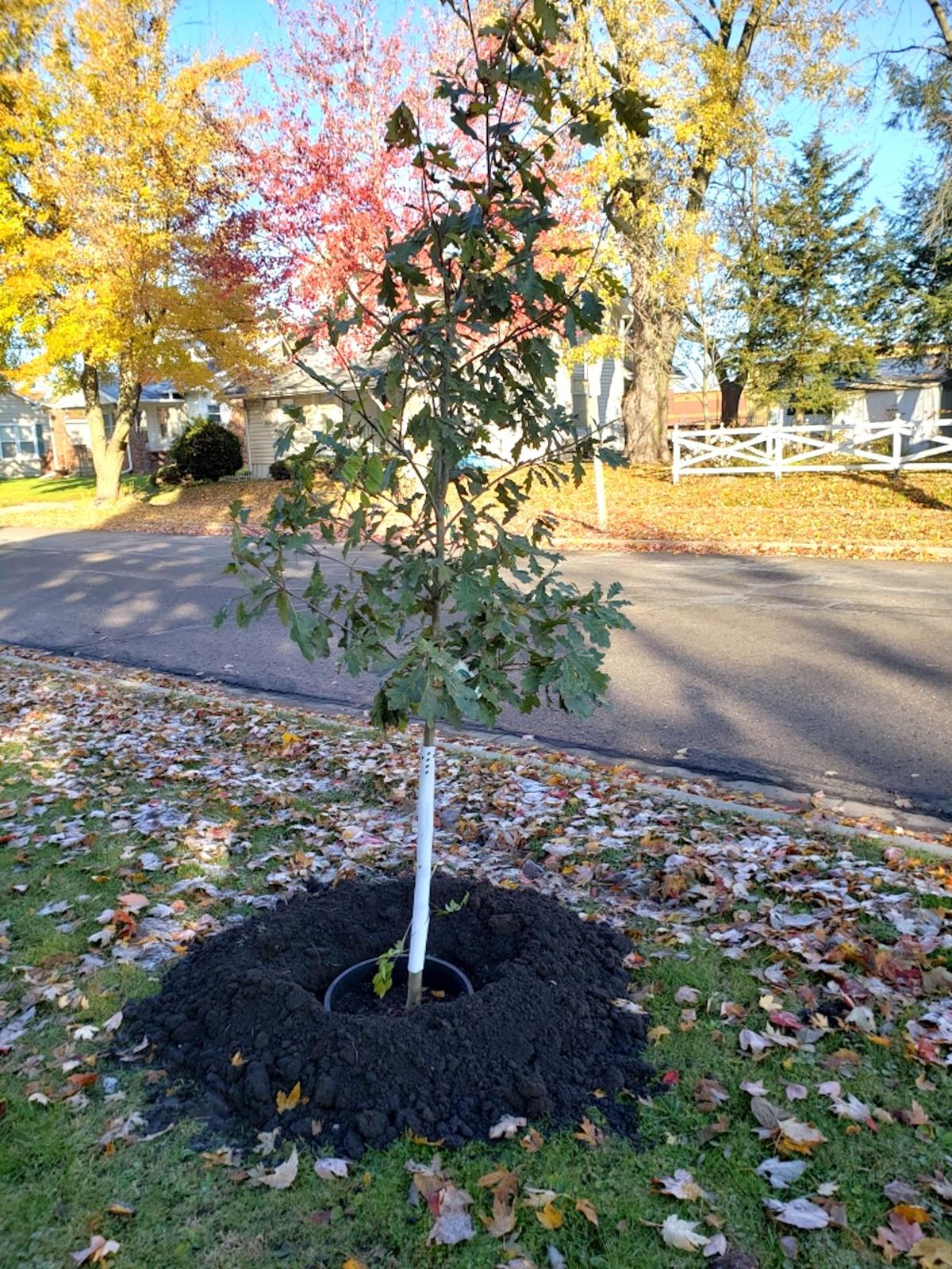Oskaloosa gets Tree City USA award | Local News ...