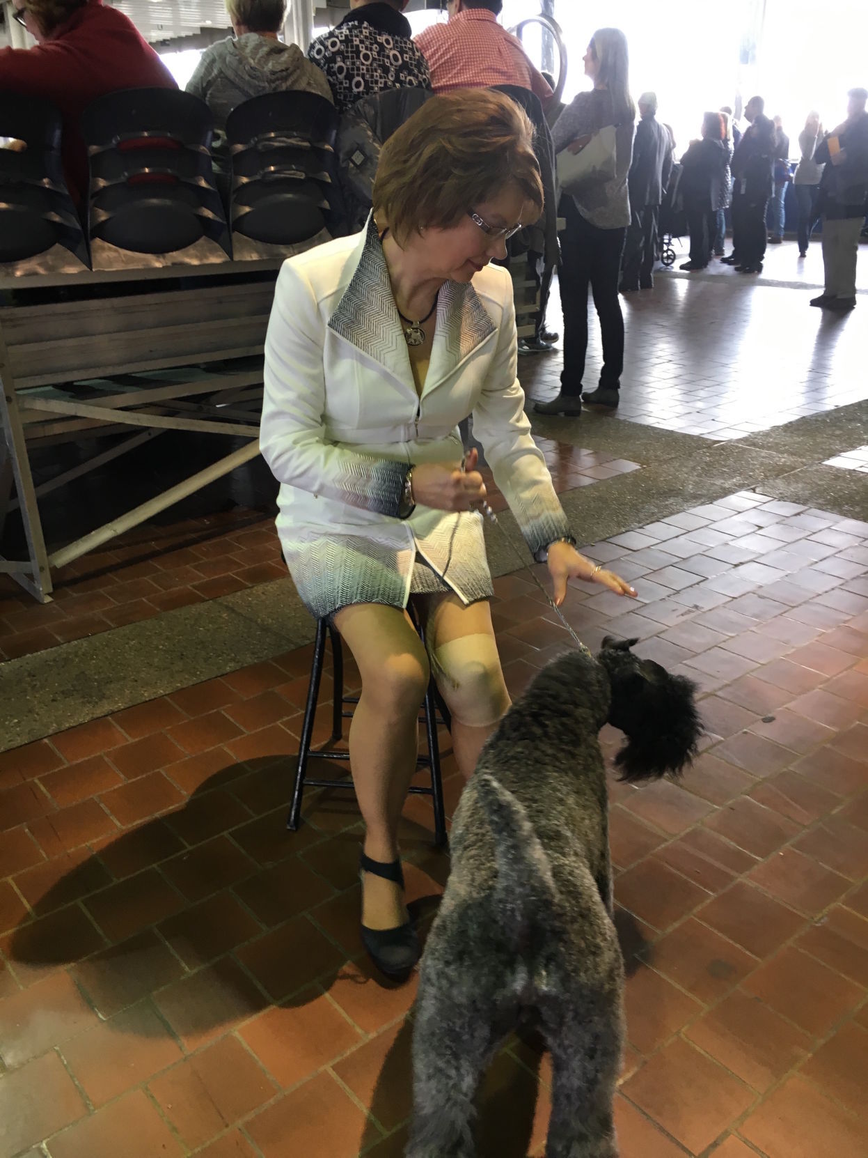 Otley Kerry Blue Terrier wins big at Westminster dog show Pella