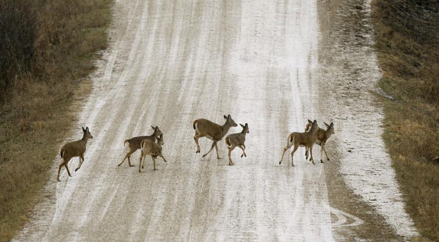 Iowa DNR releases first countylevel deer density report Iowa News