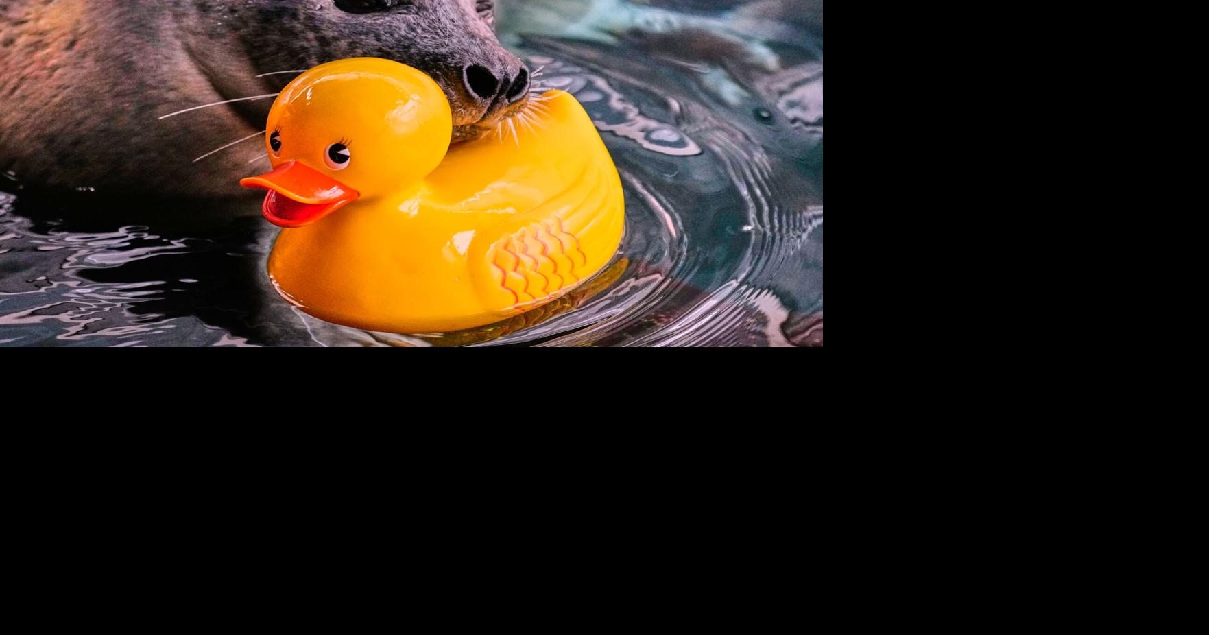 Reggae the seal uses rubber ducks for daily enrichment training at Boston aquarium