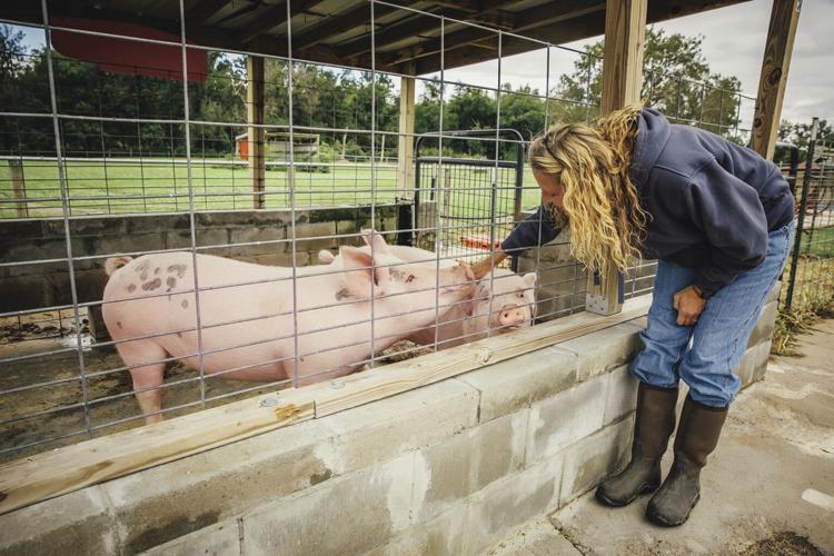 U.S. pork producers seek to prevent swine fever | Iowa | oskaloosa.com
