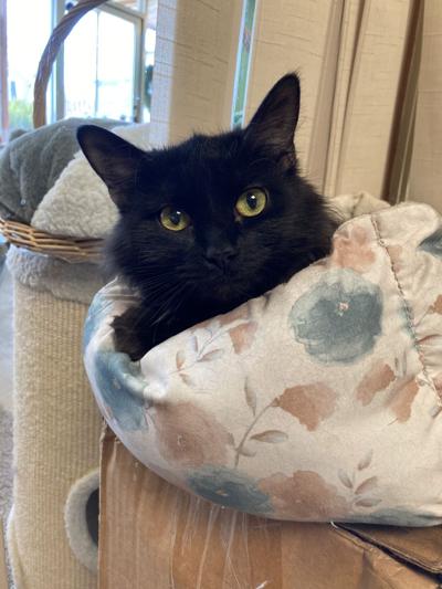 'What better companion than a cat or a dog?' | News ...