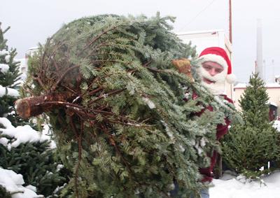 Local Christmas tree farms get ready for busy season | News ...