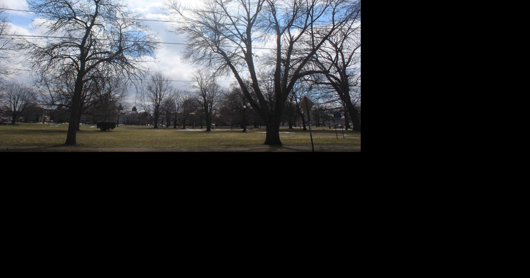 Port City culling trees to fight emerald ash borer News