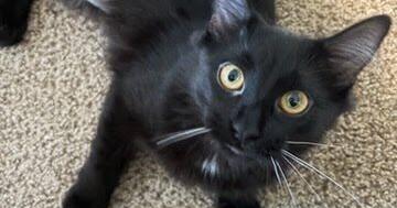 Domino: Pet of the week