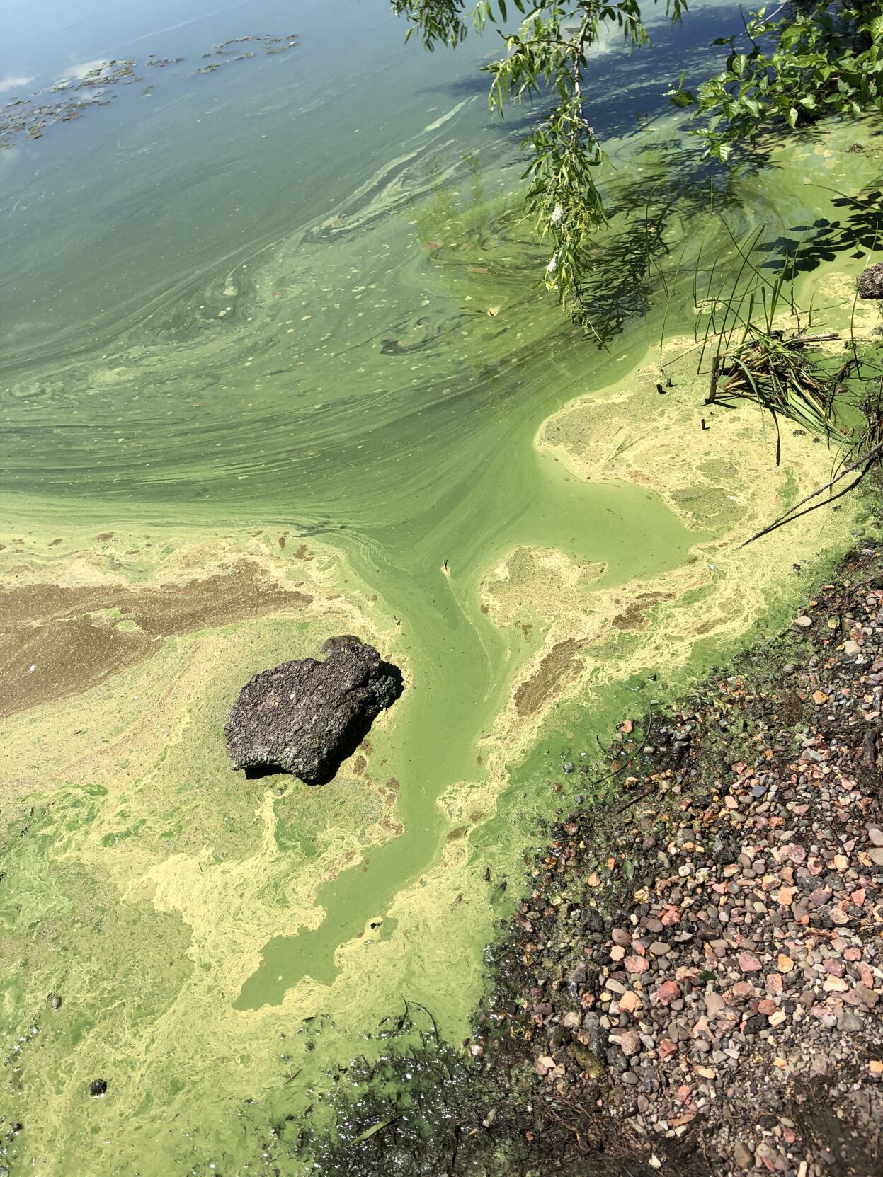 State To Deploy New Tech To Combat Algal Blooms In Lake Neatahwanta ...