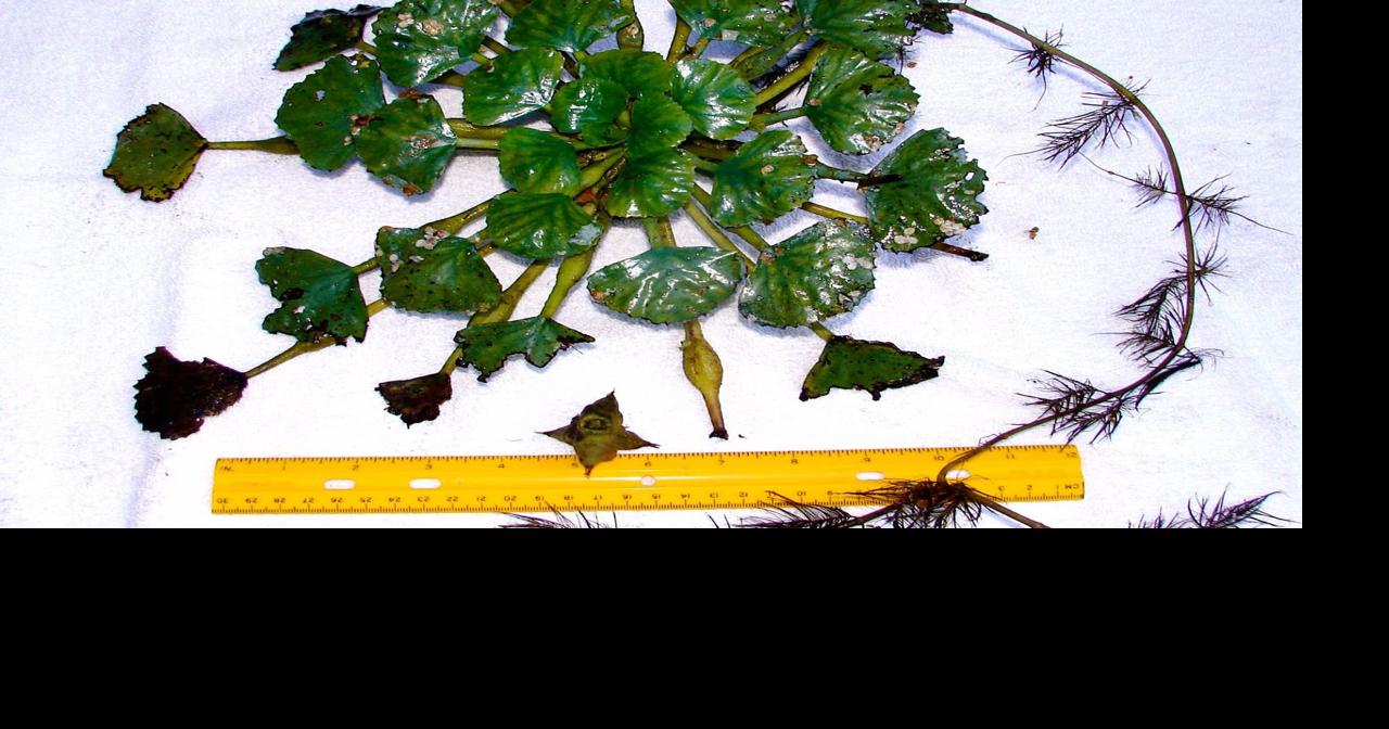 Water chestnuts, the invasive water plant on the Oswego River News
