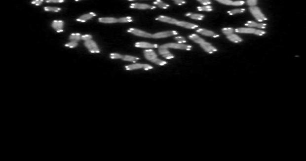 New DNA encyclopedia shows complex inner workings | Science And ...