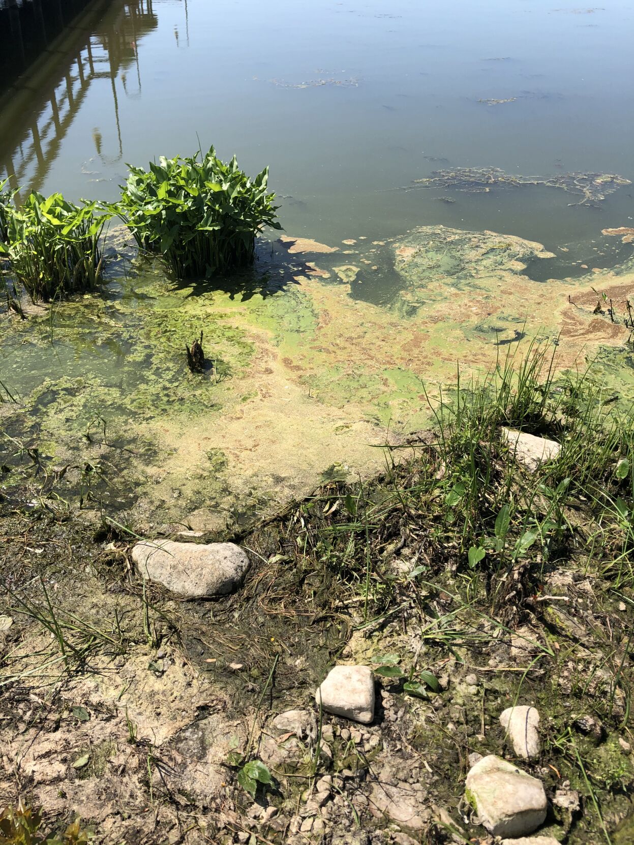 State To Deploy New Tech To Combat Algal Blooms In Lake Neatahwanta ...