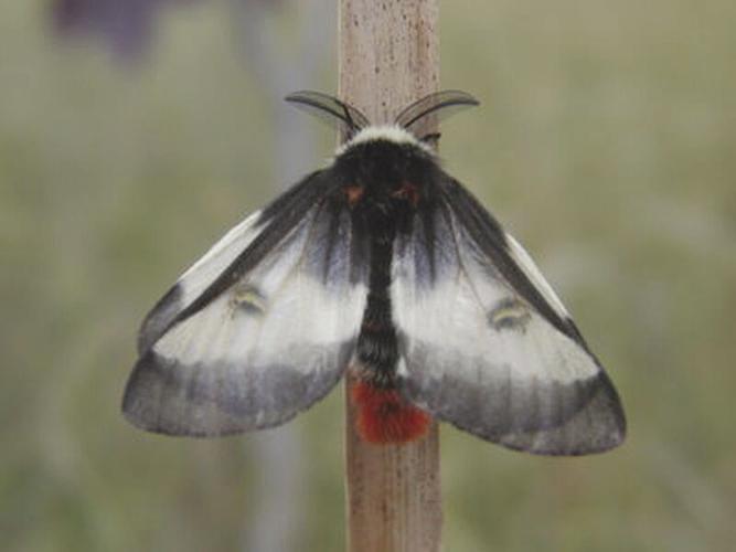 Moth found in Oswego and almost nowhere else named to endangered list