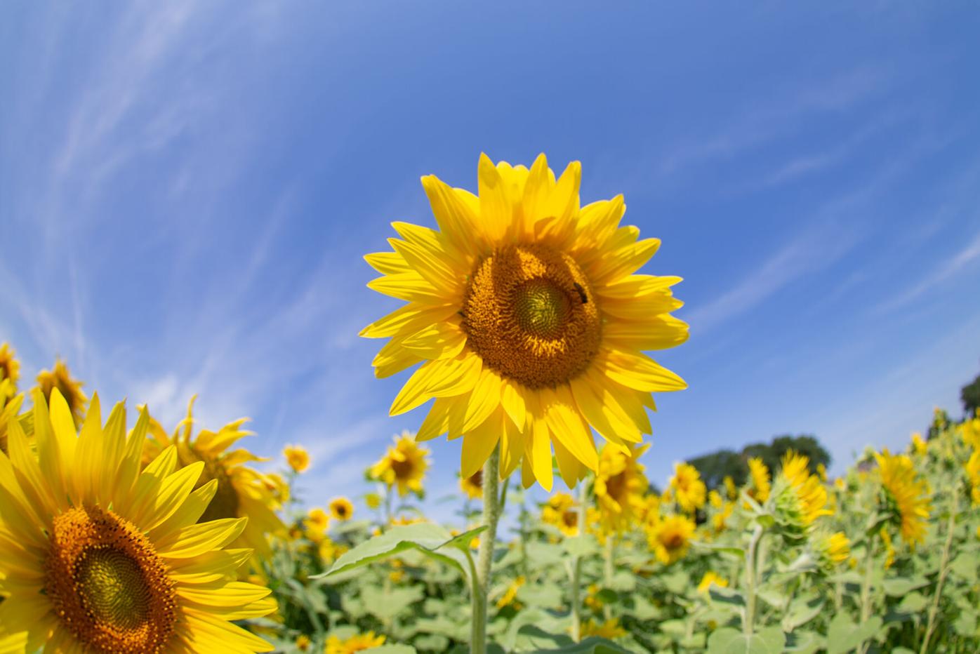 PEARSON BUTTERFLY PARK SUNFLOWERS