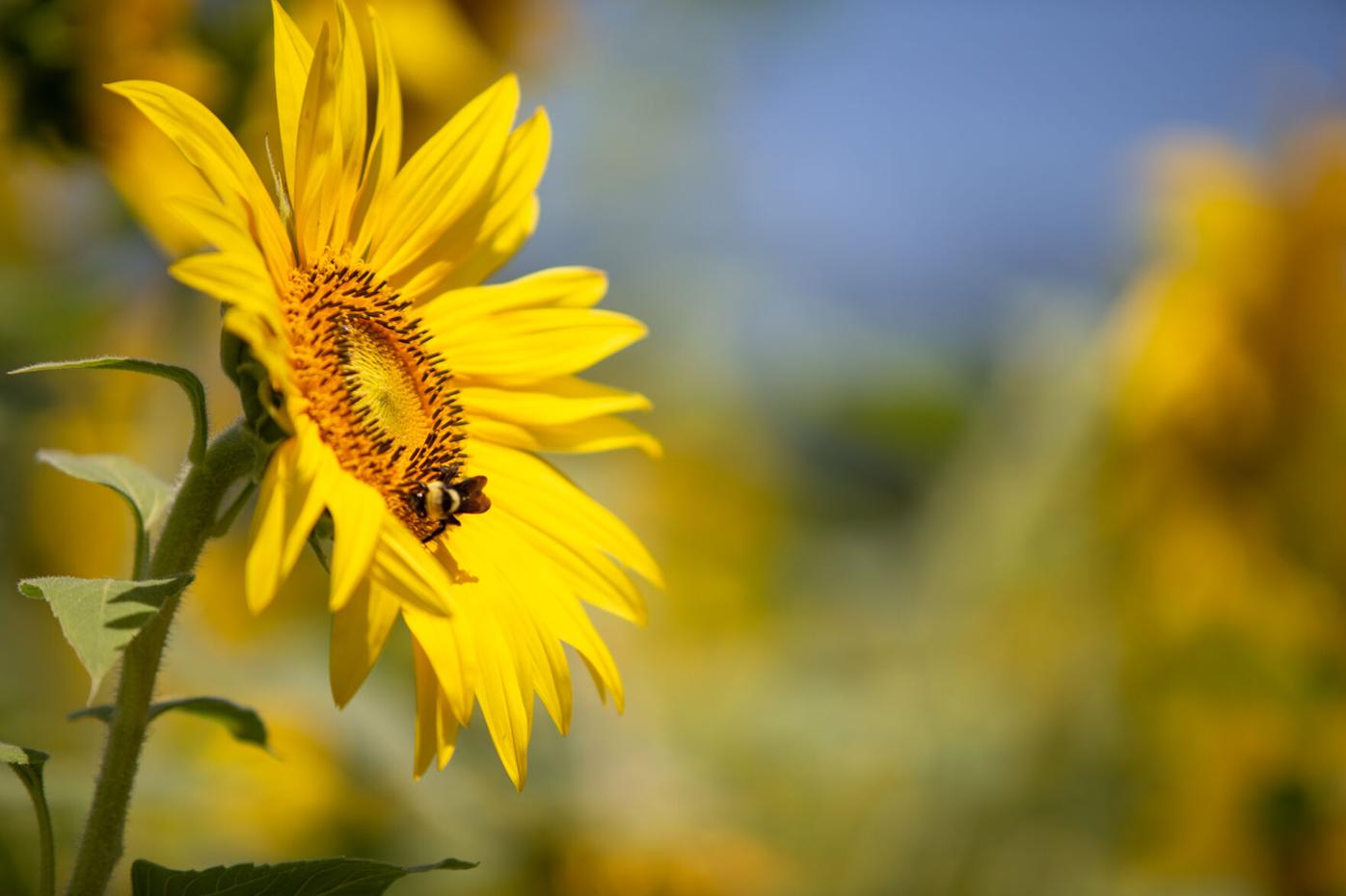 PEARSON BUTTERFLY PARK SUNFLOWERS