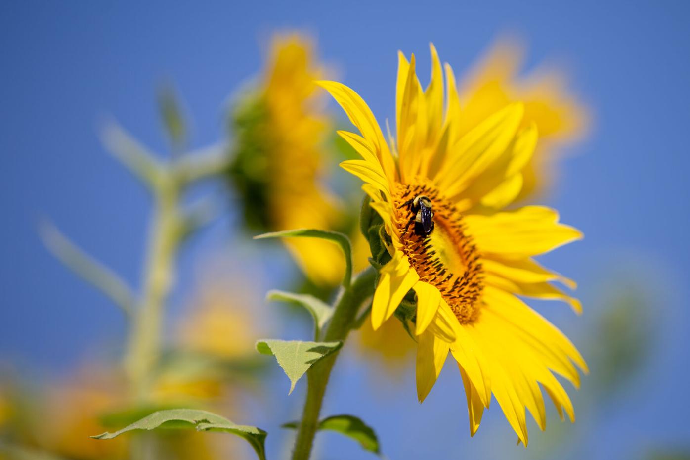 PEARSON BUTTERFLY PARK SUNFLOWERS