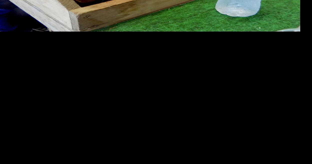 Hopping at the 4-H expo rabbit show | Local News | ottumwacourier.com