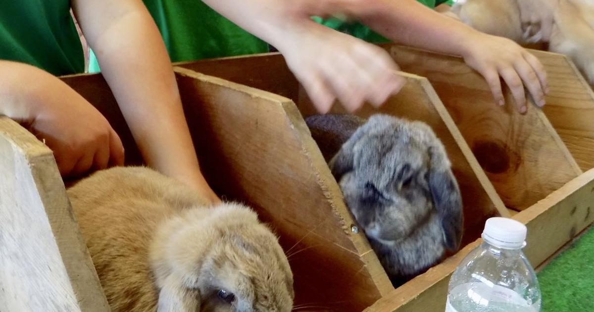 Hopping at the 4-H expo rabbit show | Local News | ottumwacourier.com