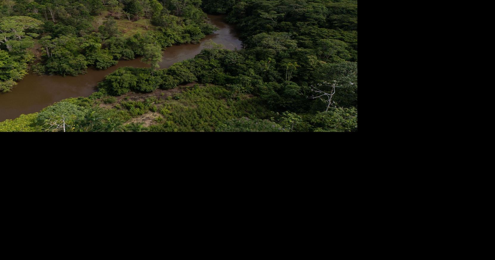 Colombia’s deforestation rises slightly as Amazon forest loss holds steady | National News