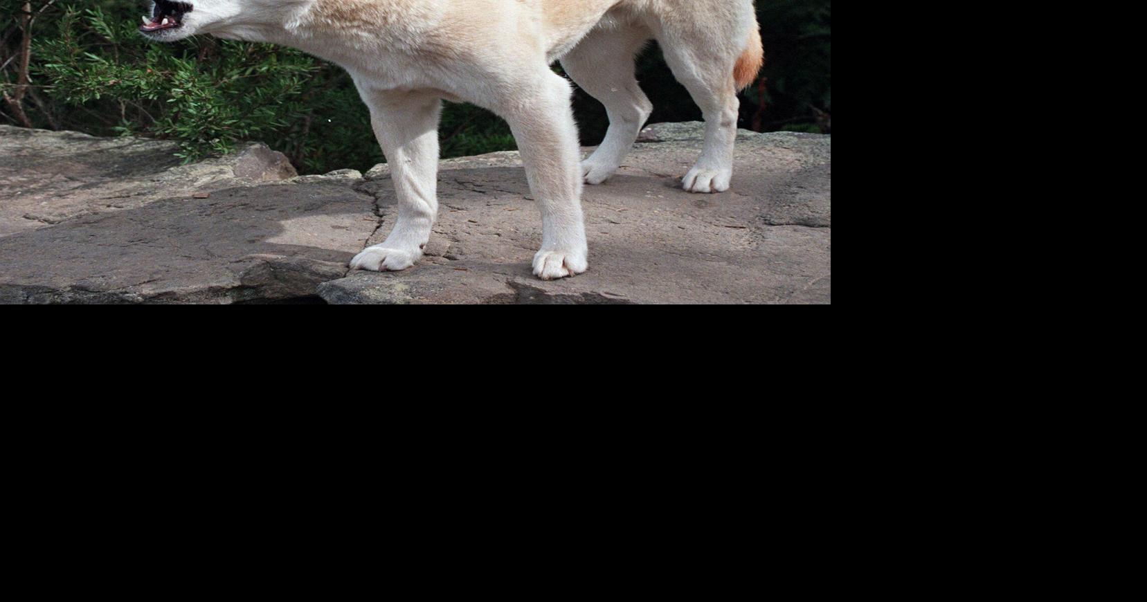 Canadian woman found dead on Australian beach in suspected dingo attack