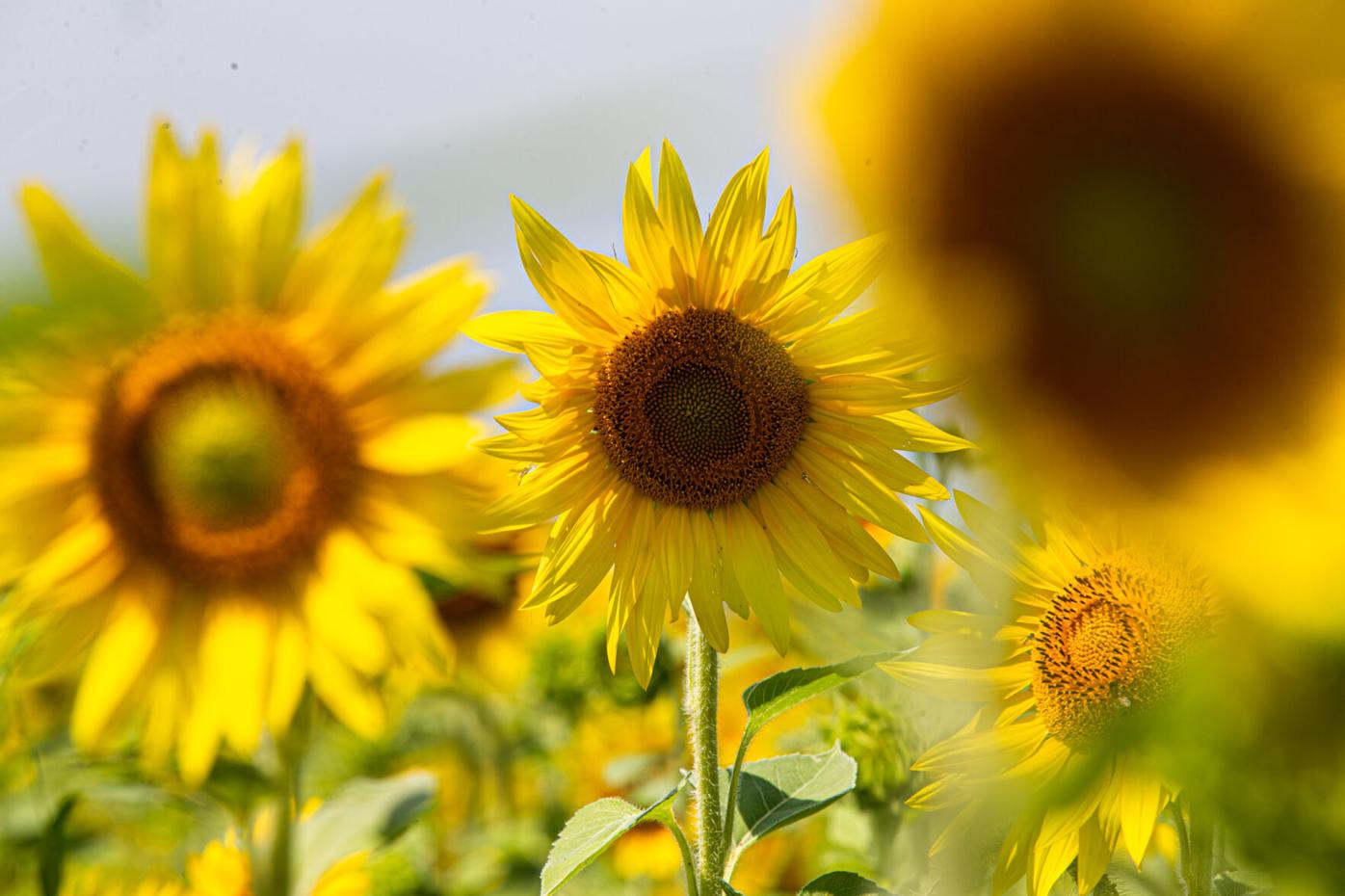 PEARSON BUTTERFLY PARK SUNFLOWERS