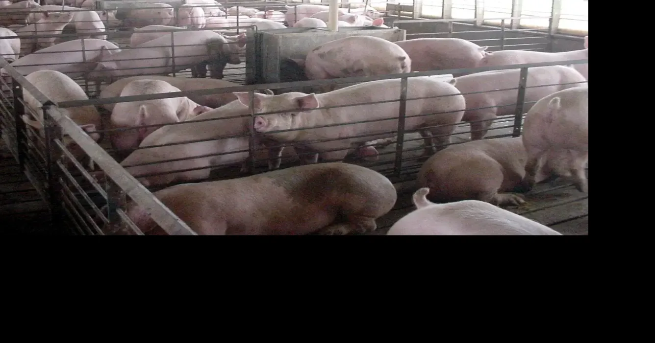 Researchers identify thousands more Iowa livestock facilities than state database shows