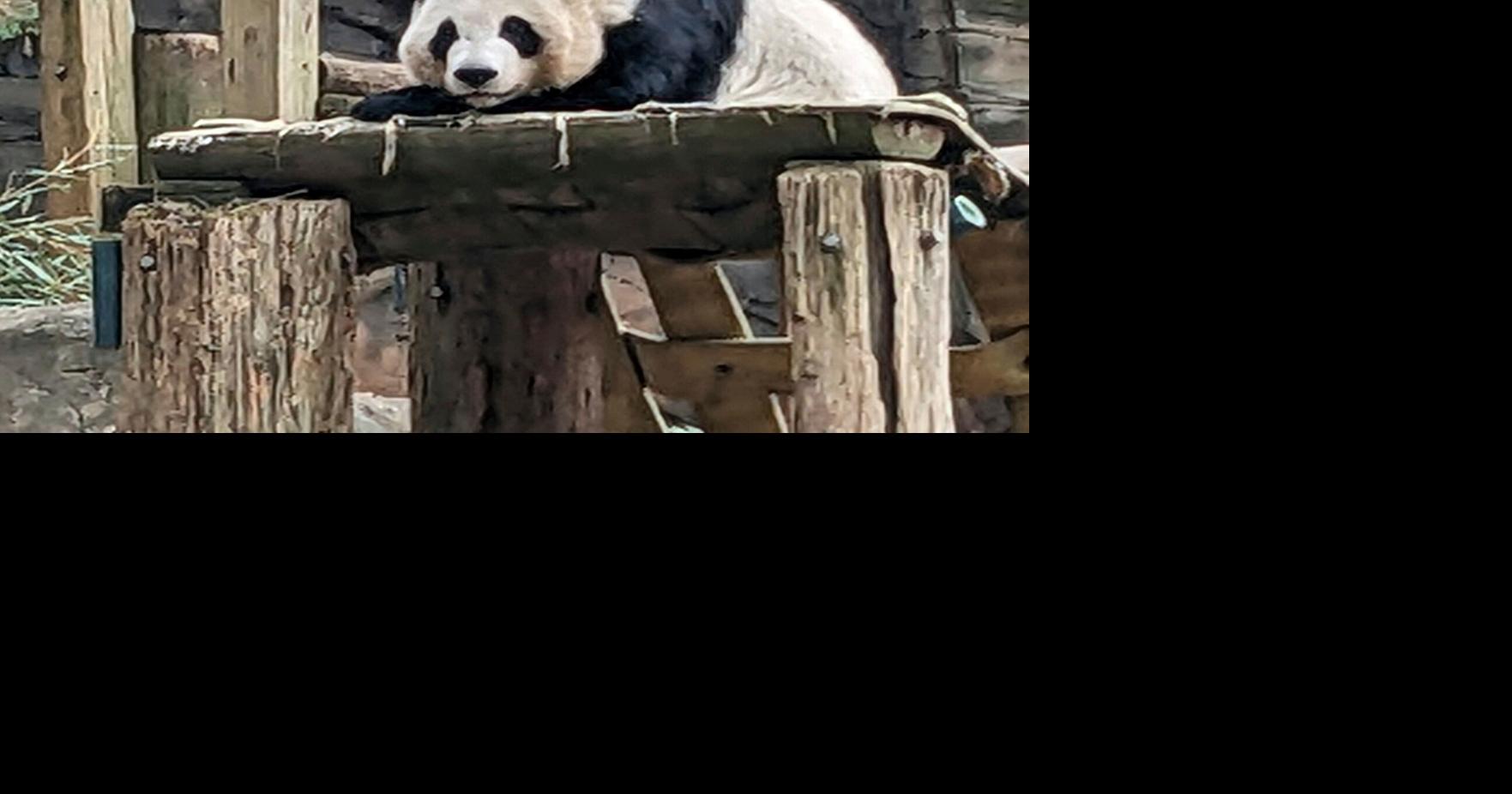 China to send giant pandas to Atlanta again