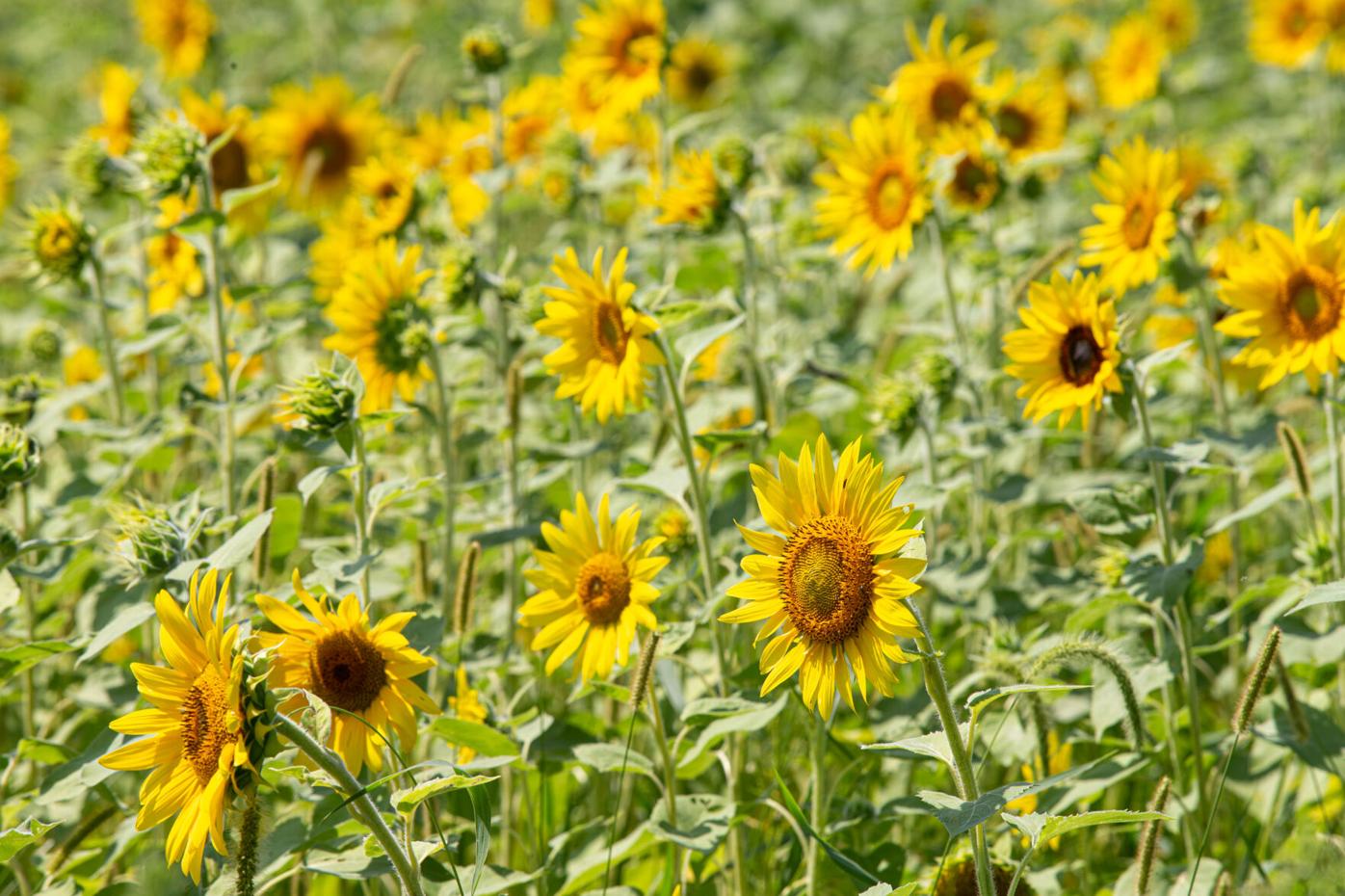 PEARSON BUTTERFLY PARK SUNFLOWERS