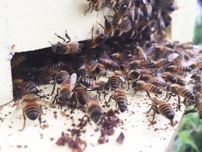 Honey Bees Preparing For The Winter News Ottumwacourier Com