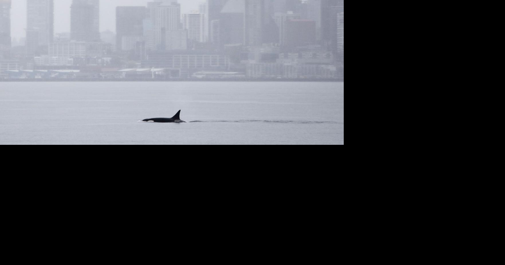 Orcas never seen before in Seattle delight whale watchers with a visit