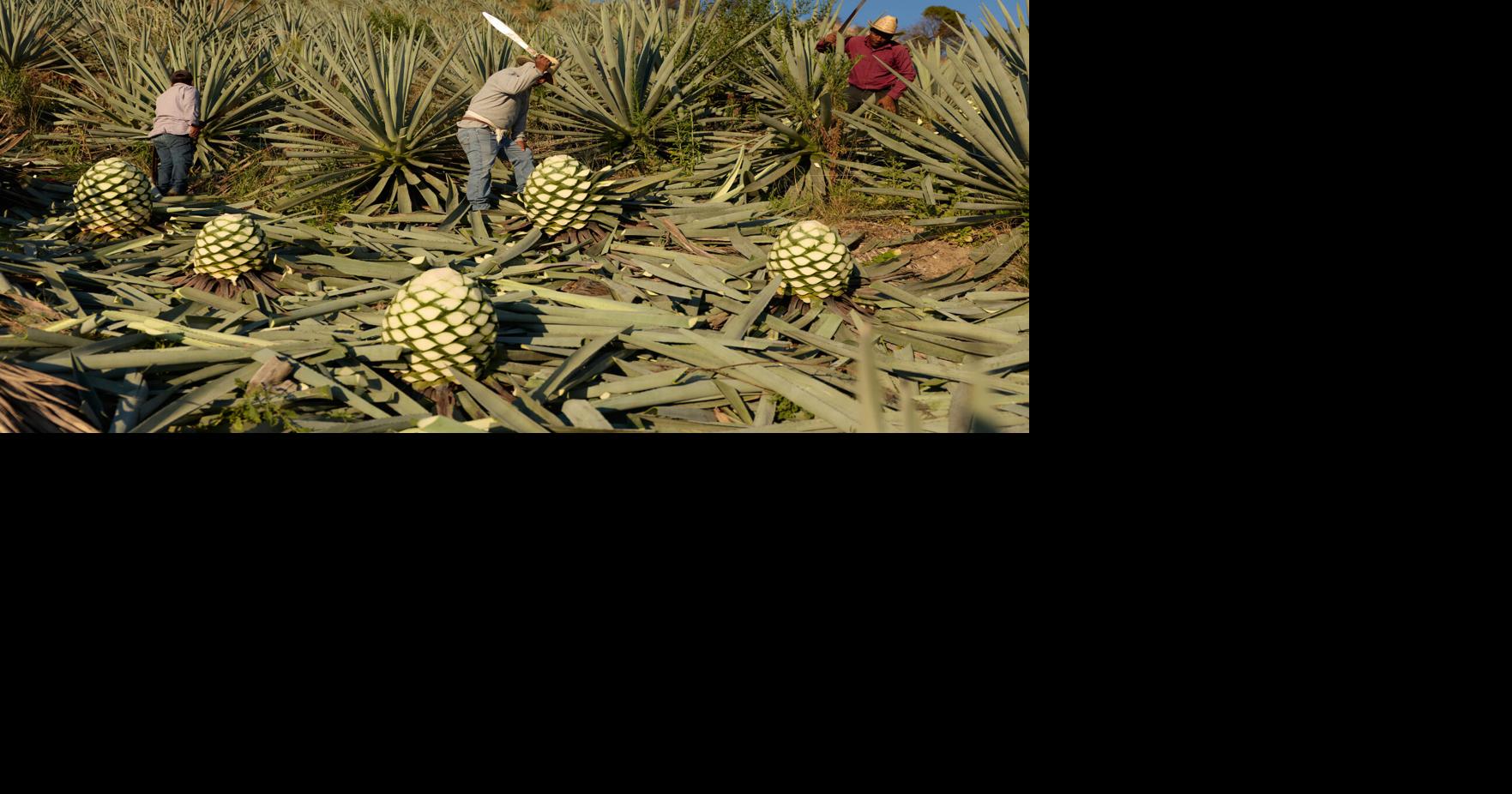 See how mezcal is made in Mexico