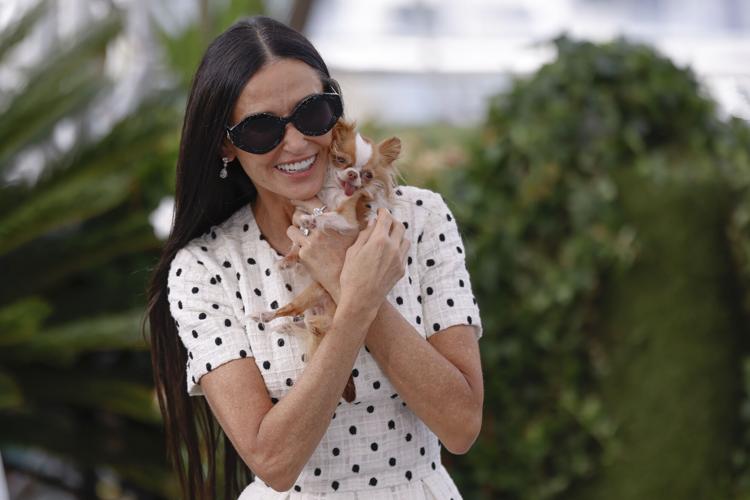 The real stars of Cannes may be the dogs Ap Lifestyles
