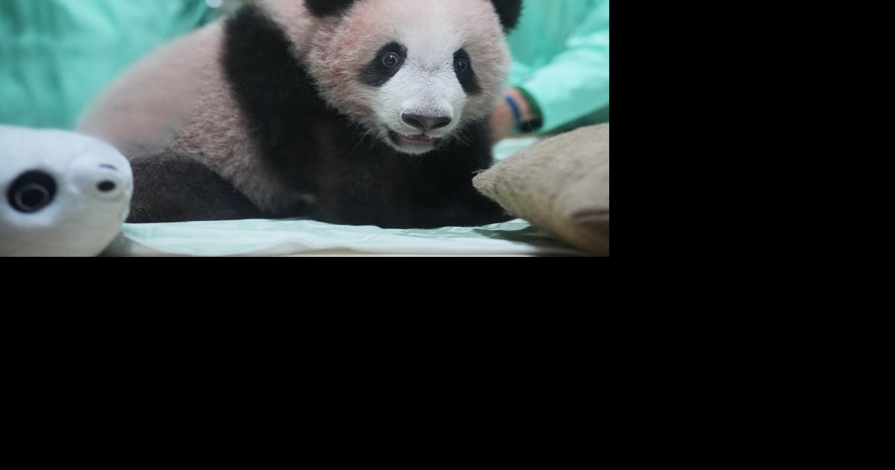 Indonesia's first giant panda cub, Rio, is growing and healthy before his public debut