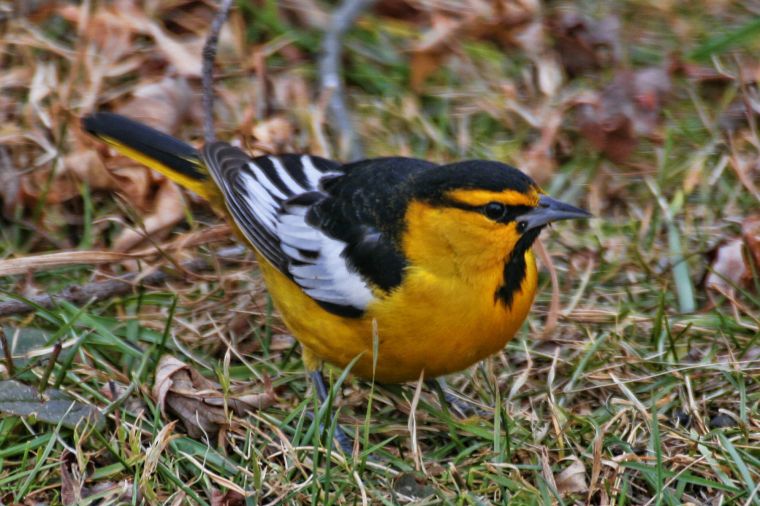 Angry Oriole Bird 