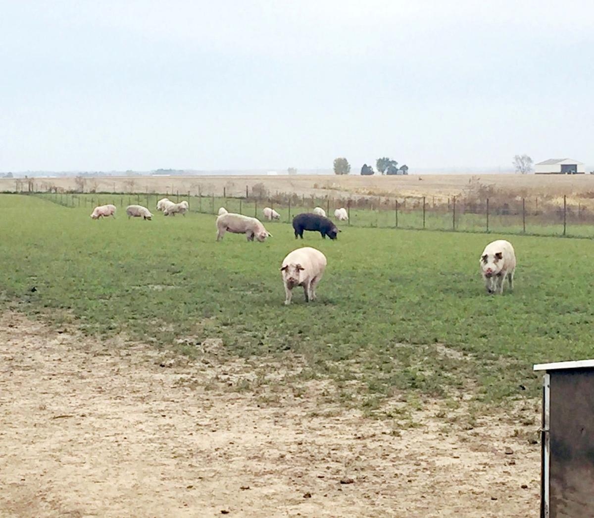 Disposal assistance provided to Iowa's hog farmers News