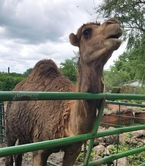 Zoo Camel2 Jpg Ottumwacourier Com