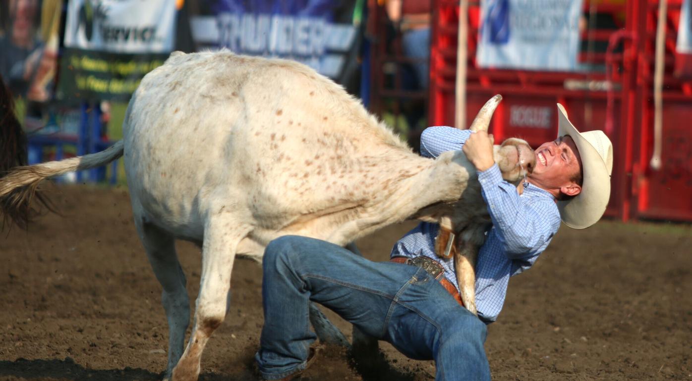Steers