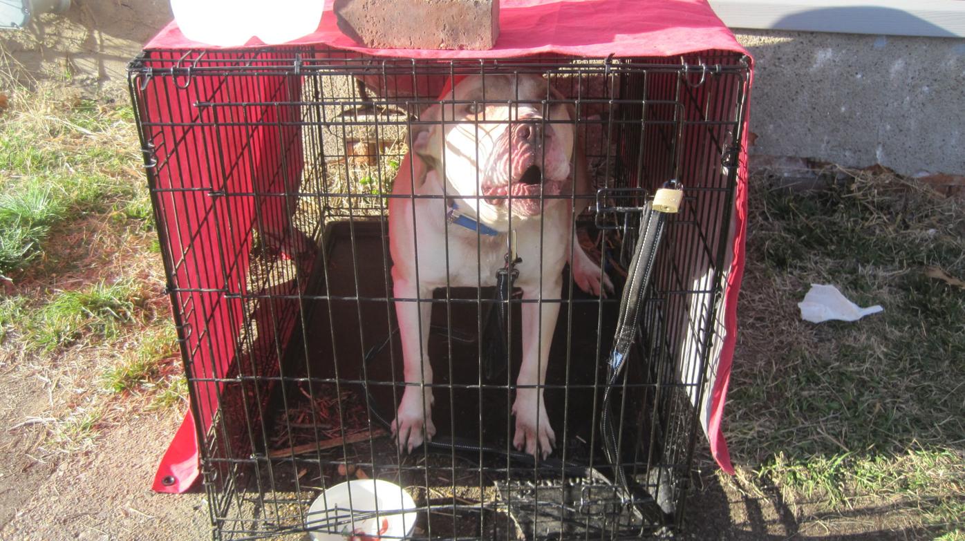 hidden pit bulls