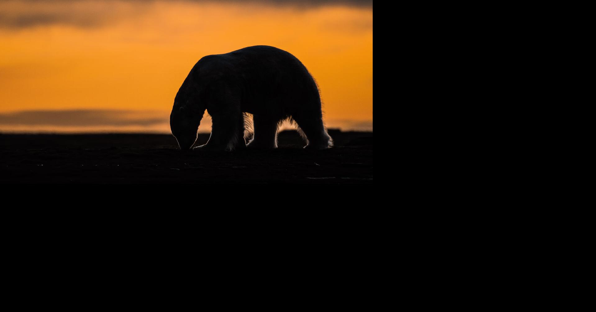 A tiny Arctic village in Alaska is trying to revive its polar bear tourism industry